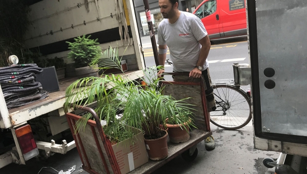 Déménagement de plantes sur Paris